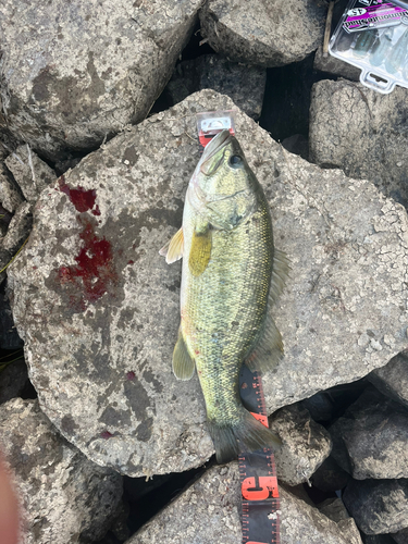 ブラックバスの釣果