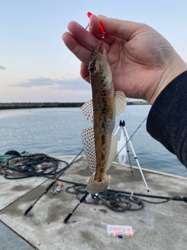 ハゼの釣果