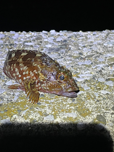 カサゴの釣果