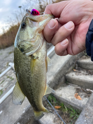 ラージマウスバスの釣果