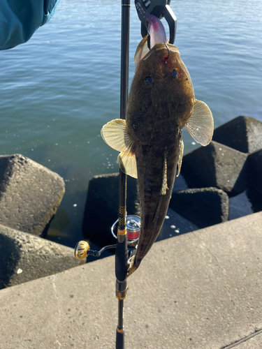 マゴチの釣果