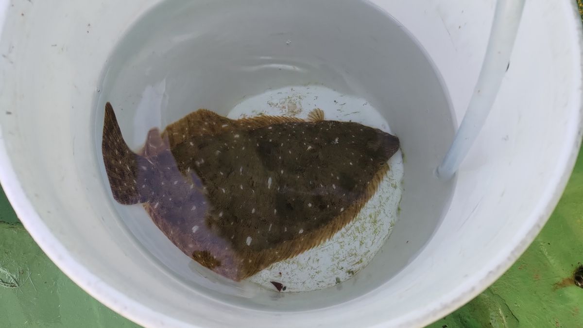 うさださんの釣果 1枚目の画像