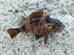 カサゴの釣果