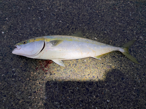 メジの釣果