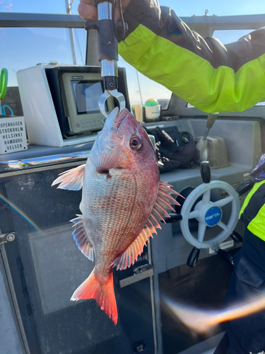 マダイの釣果