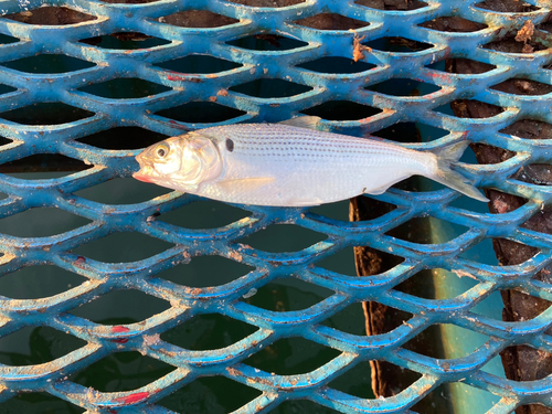 コノシロの釣果