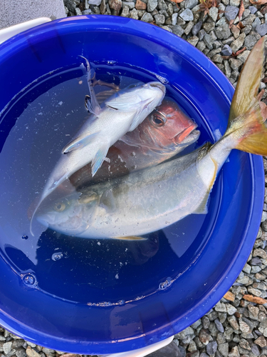 マダイの釣果