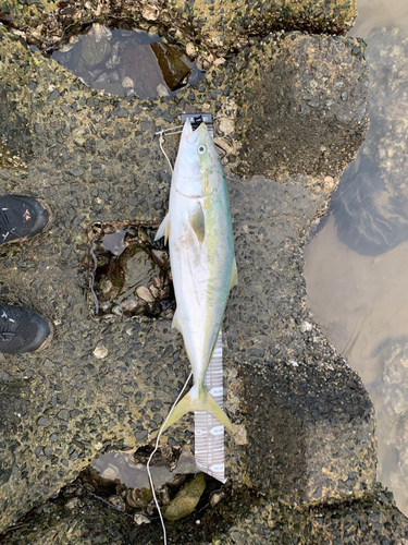 ブリの釣果