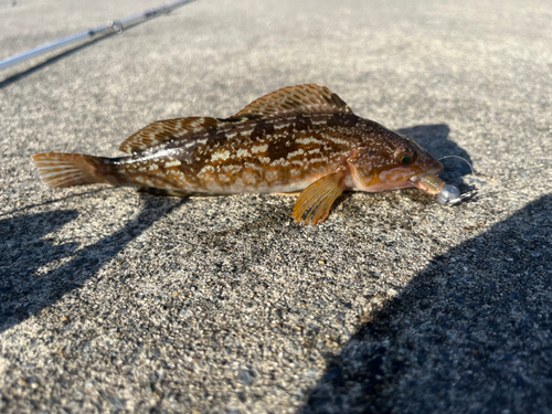 アイナメの釣果