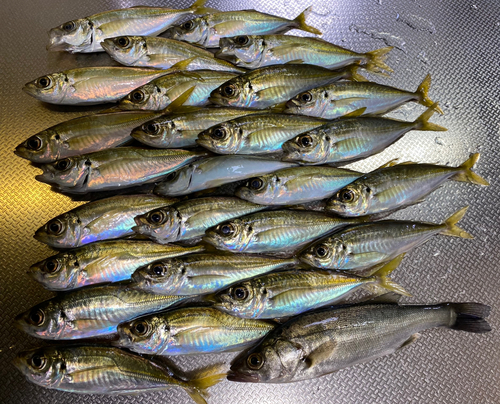 アジの釣果