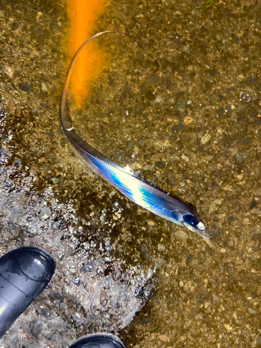 タチウオの釣果