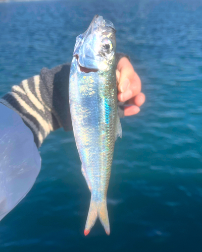 ママカリの釣果