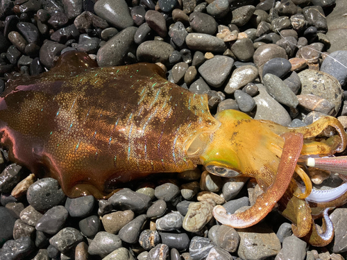 アオリイカの釣果