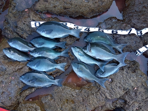 クチブトグレの釣果