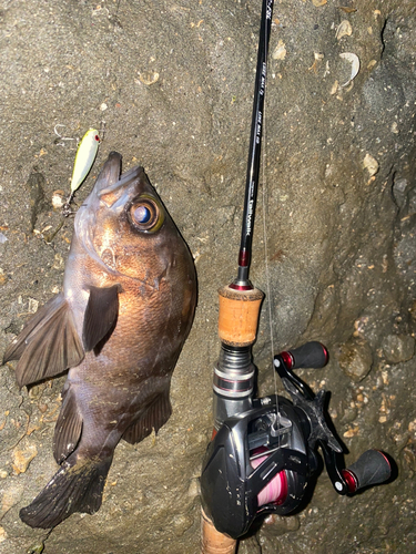 メバルの釣果