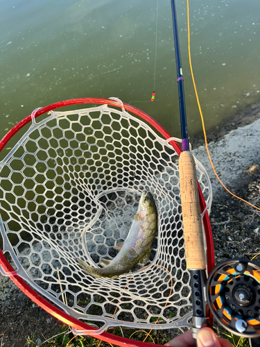 ニジマスの釣果