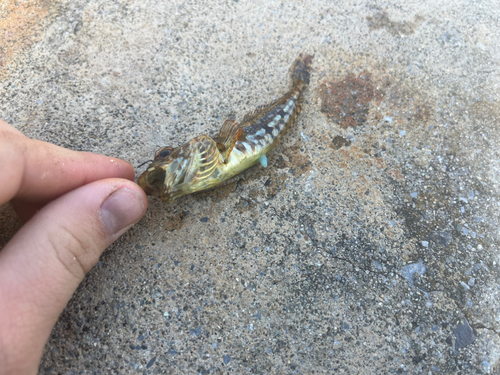 アサヒアナハゼの釣果