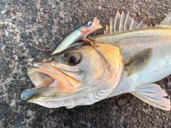 シーバスの釣果