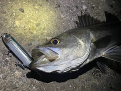 シーバスの釣果