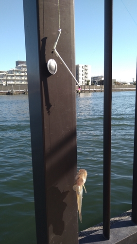 マハゼの釣果