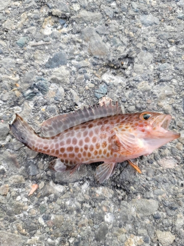 オオモンハタの釣果