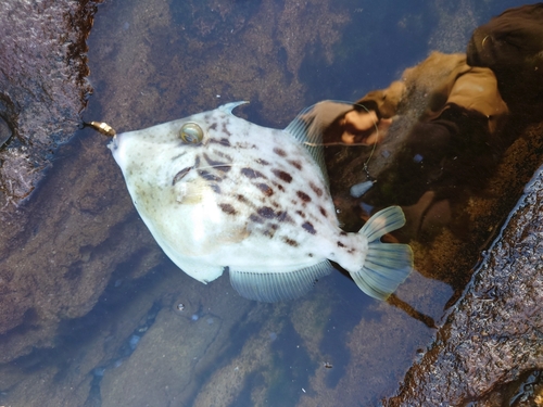 カワハギの釣果