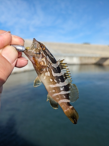 アイナメの釣果