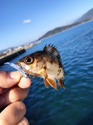 シロメバルの釣果