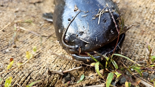 ナマズの釣果