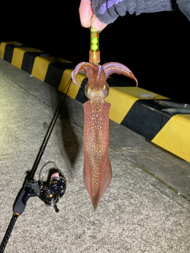 ヤリイカの釣果