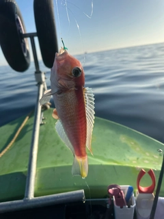 アマダイの釣果