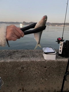 コハダの釣果