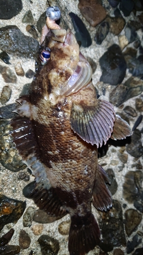 ムラソイの釣果