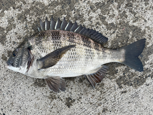 クロダイの釣果