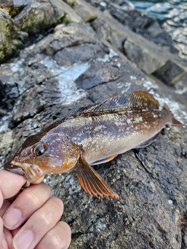 アイナメの釣果