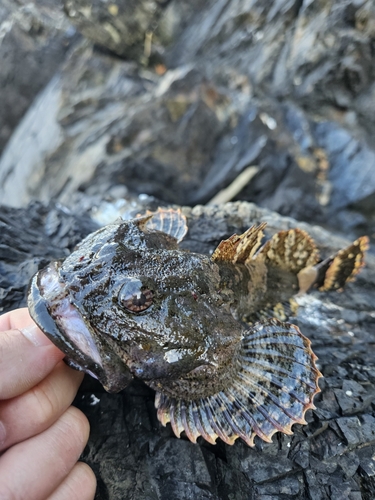 ギスカジカの釣果