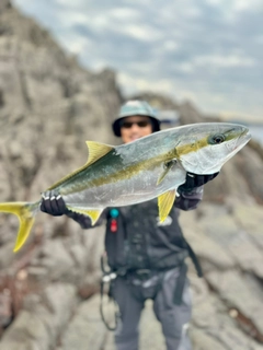 ヒラマサの釣果