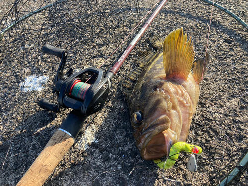 アブラコの釣果