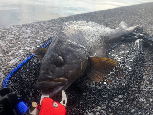 アブラコの釣果