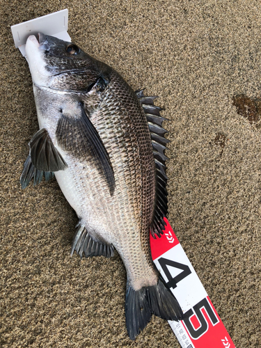 クロダイの釣果