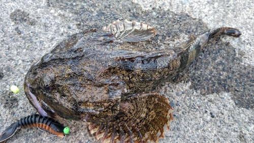 カジカの釣果