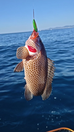 オオモンハタの釣果