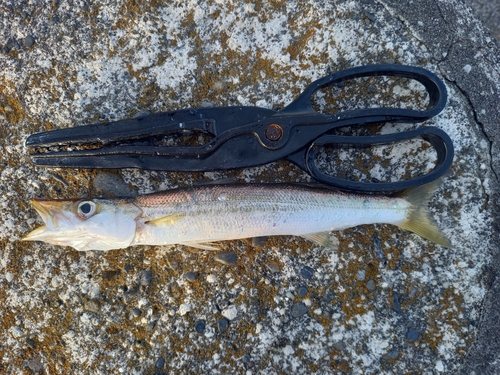 カマスの釣果