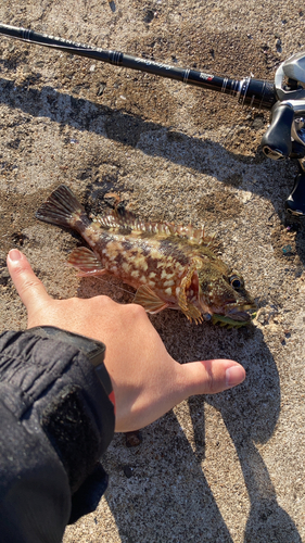 アラカブの釣果