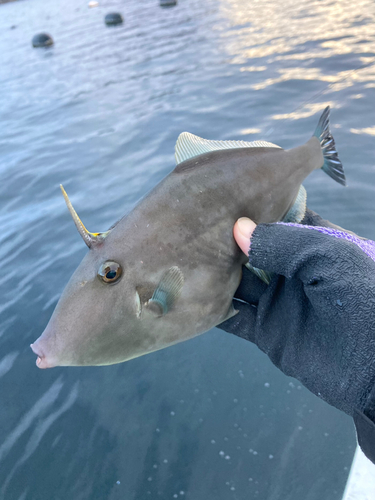 ウマヅラハギの釣果