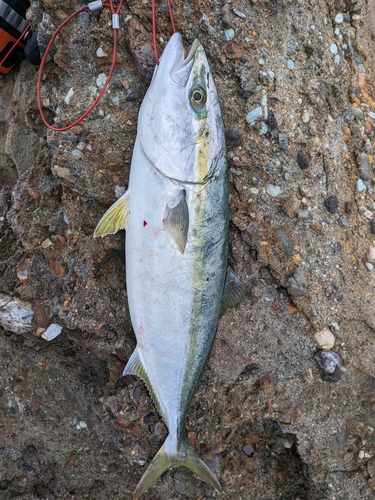 ヤズの釣果