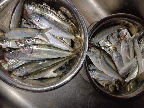 ママカリの釣果