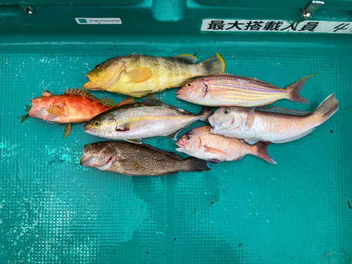 シロアマダイの釣果