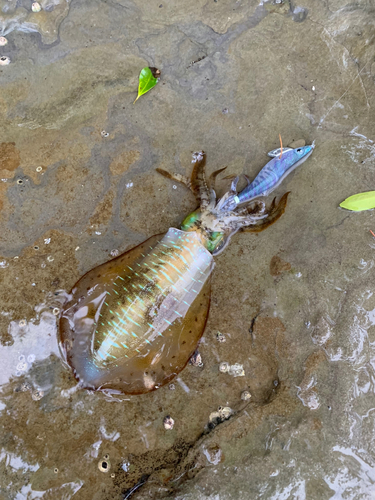 アオリイカの釣果