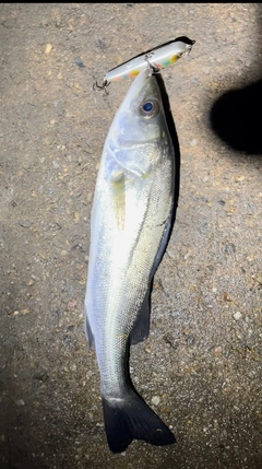 スズキの釣果